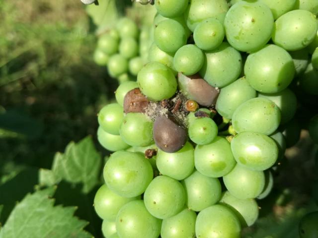 25.06.2018 Botrytis cinerea na grozdu