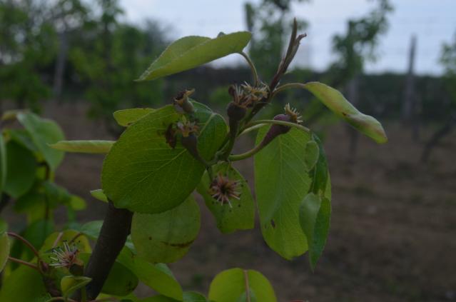 10.04.2019 Viljamovka, BBCH 71