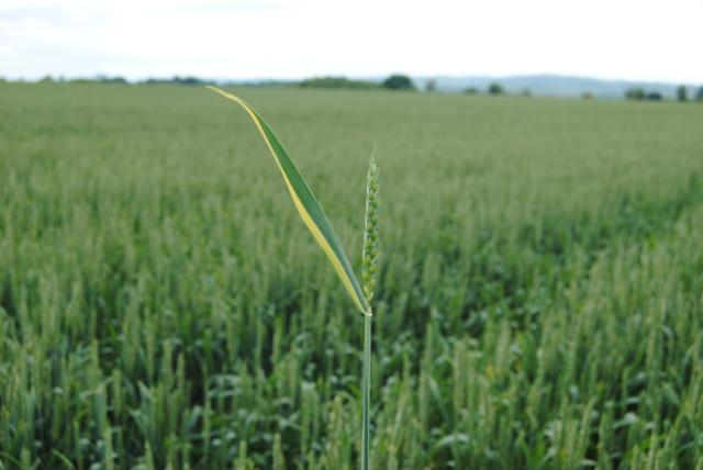 22.05.2019 Simptomi viroza na pšenici (Gložan) 4