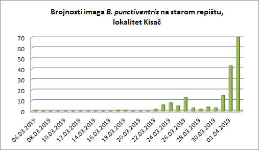 04.04.2019 Brojnosti sive repine pipe na starom repištu