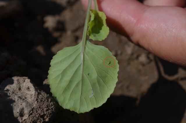 24.07.2020.Larva kupusnog moljca