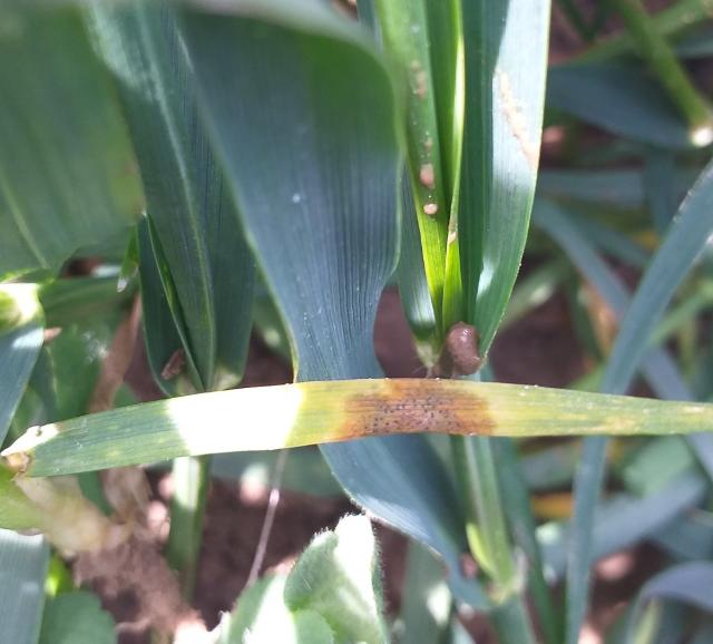 27.04.2022. Septoria tritici