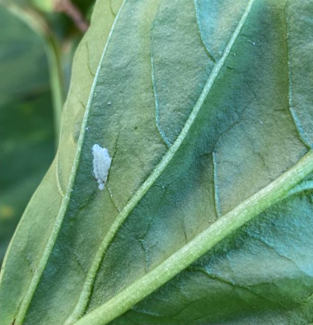 Ostrinia nubilalis, jajno leglo na listu paprike