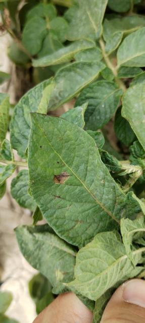 Alternaria solani