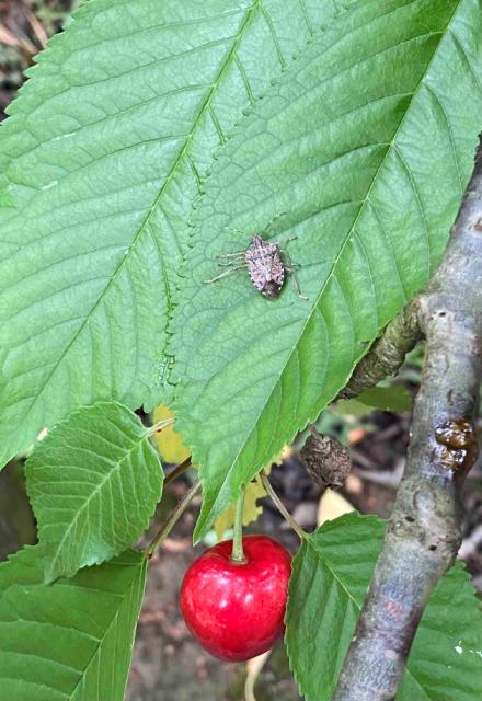  Braon mramorasta stenica, Halyomorpha halys