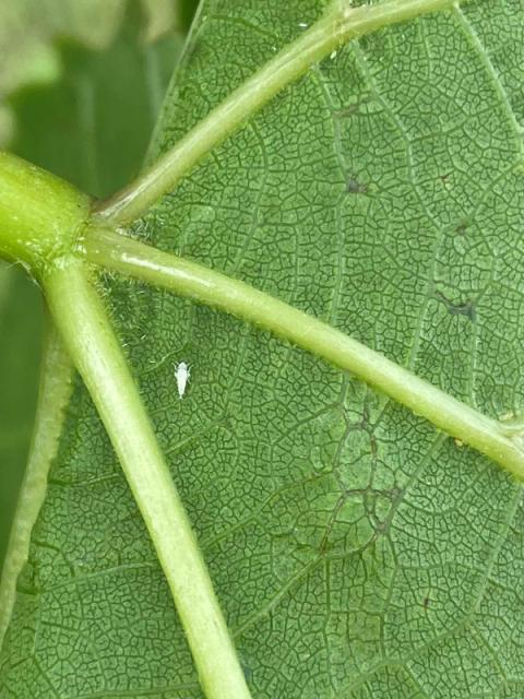 Larva cikade Scaphoideus titanus