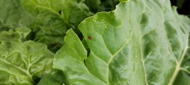 pega na listu šećerne repe, Cercospora beticola