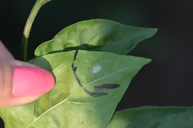 Ostrinia nubilalis ispiljeno jajno leglo