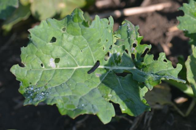 Starija larva na listu i oštećenja