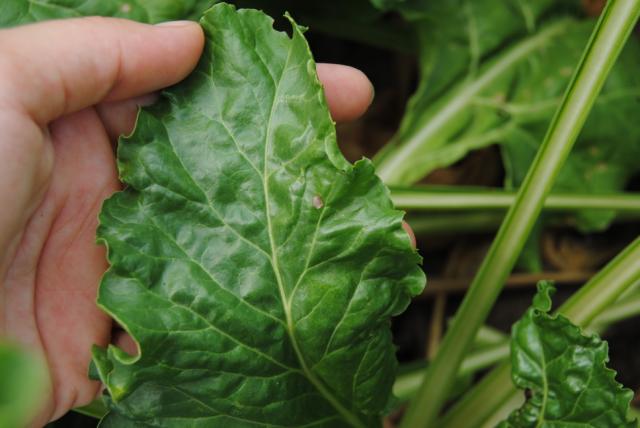 Cercospora beticola pega na mladom listu