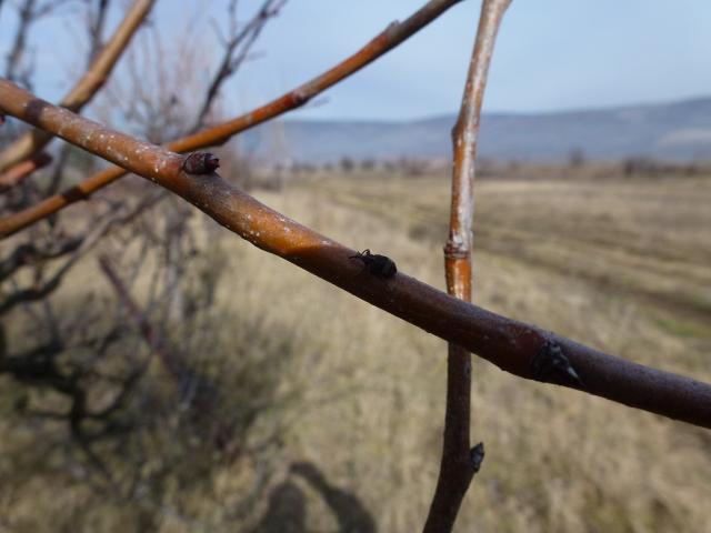 Vizuelnim pregledom selo Blato, stabla kruške