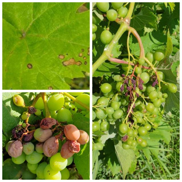 Prčevac vinogradi