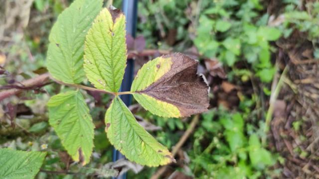 Didymella applanata u zasadu maline