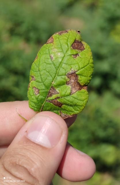 Alternaria solani 2 