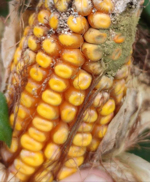 Aspergillus spp. na klipu kukuruza i oštećenje od insekata