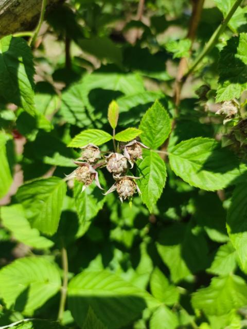 Faza razvoja ploda maline 