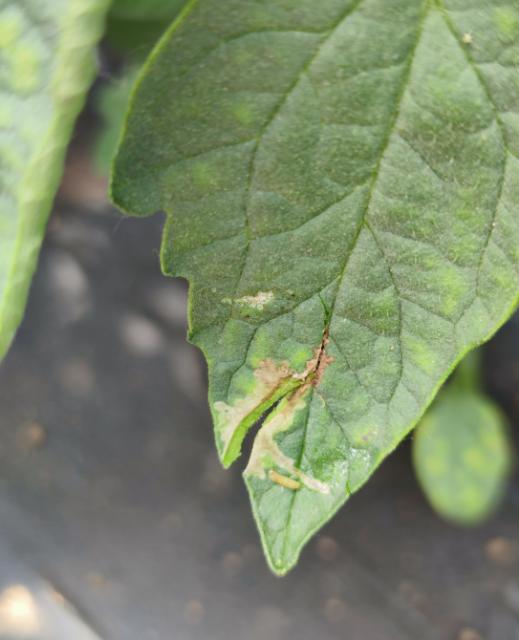 Larva paradajzovog moljca na listu 