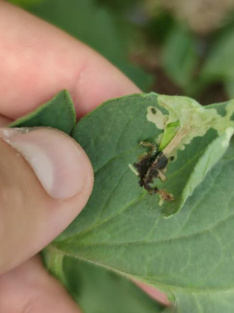 Larva tuta absoluta 3 