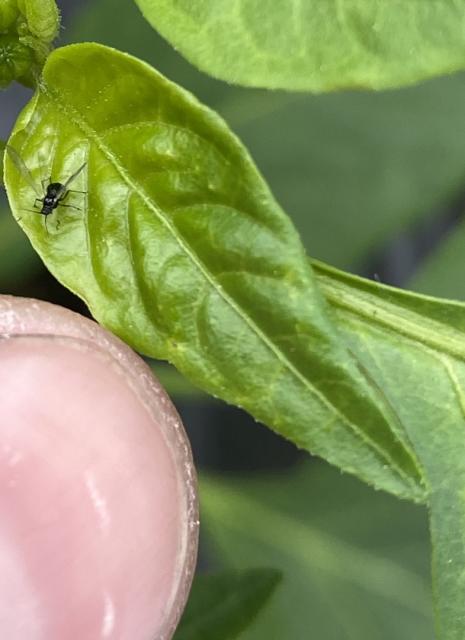 paprika,pepper,aphididae