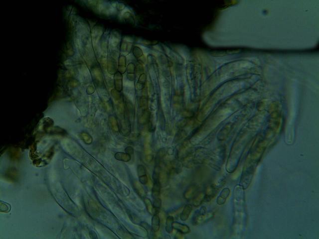 zrele askospore Venturia inaequalis