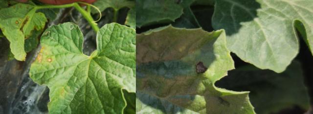 simptomi antraknoze na listovima dinje i lubenice