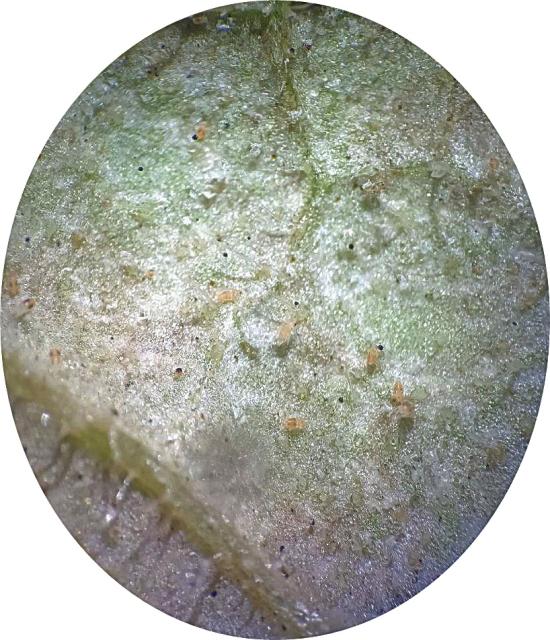 obični paučinar na listu lubenice
