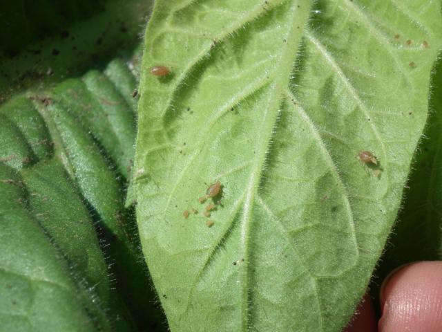 Aphids 