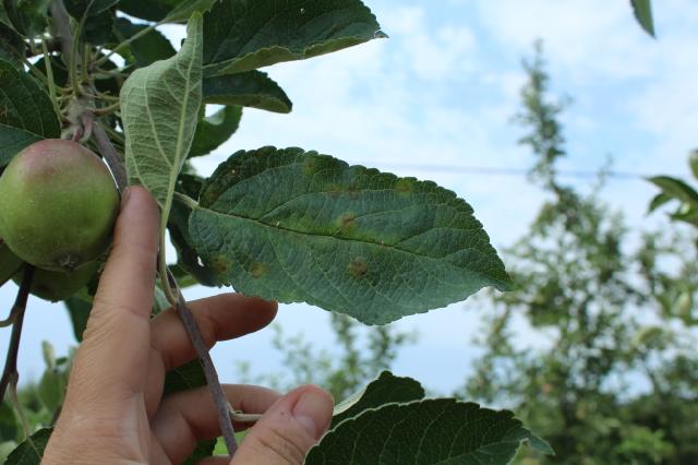 Venturia inaequalis,jabuka