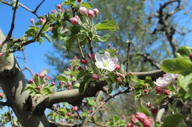 jabuka,apple