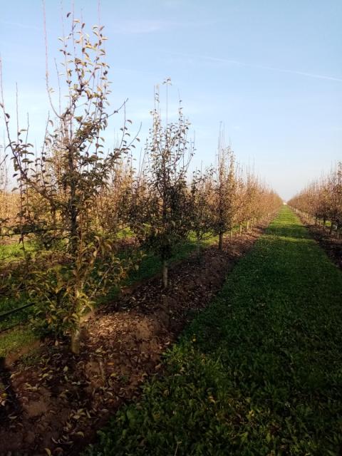 kruška, pear