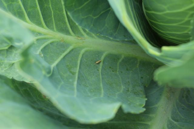 Kupusni moljac,plutella xylostella,cabbage