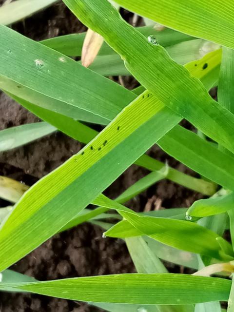 Aphididae,barley,ječam