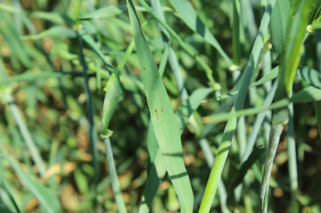 Pyrenophora teres,ječam,barley