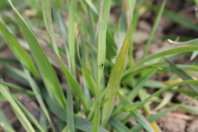 Aphididae, heat