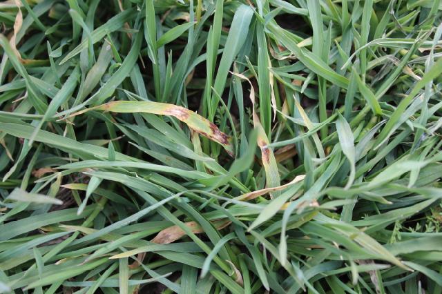 Pyrenophora teres, hordeum vulgare, ječam