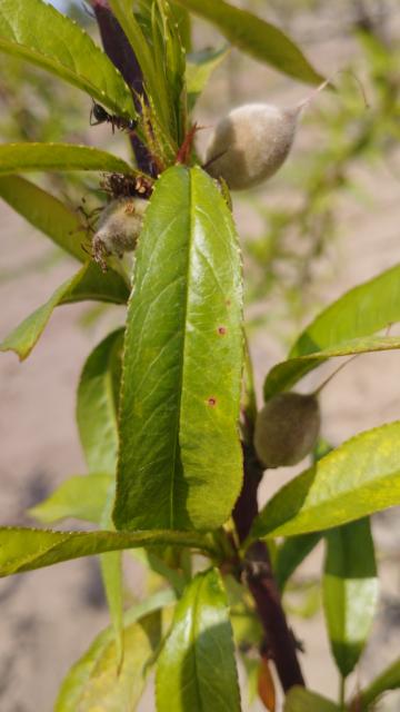 breskva,Stigmina carpophila