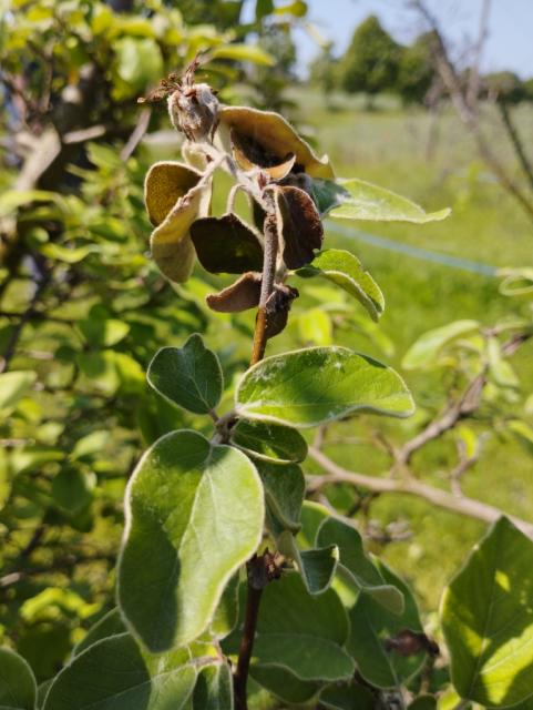 Erwinia amylovora,dunja,quince