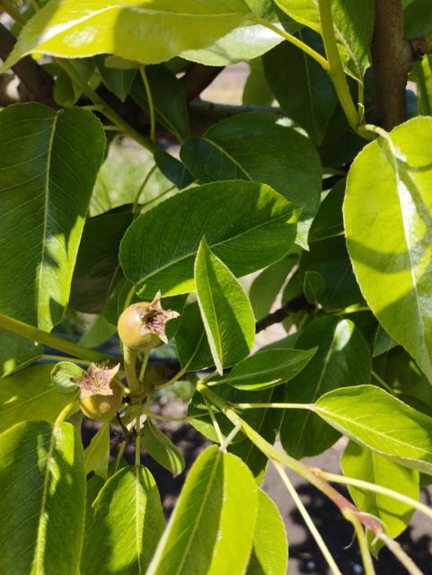 kruška,pear