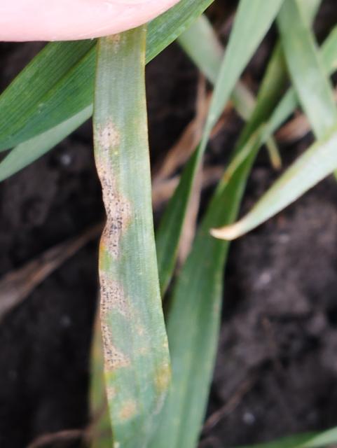 Septoria tritici,pšenica