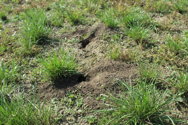 utabana stazica od poljske voluharice u lucerištu