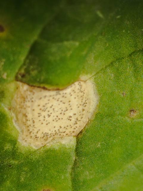 Phoma lingam,uljana repica