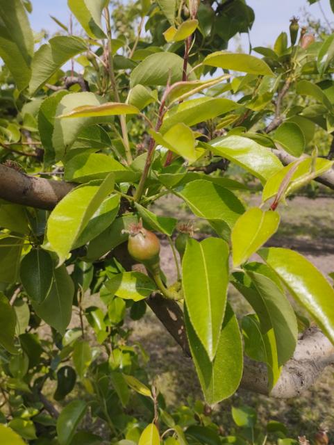 kruška,pear