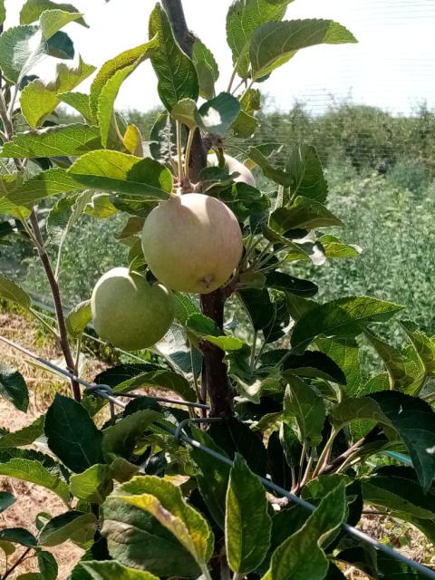 Fenofaza jabuke
