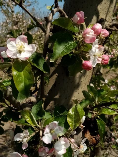 cvetanje jabuka