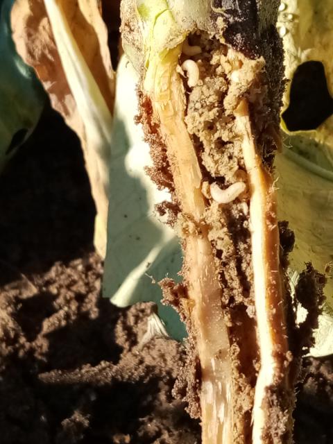 Delia radicum,kupus,cabbage