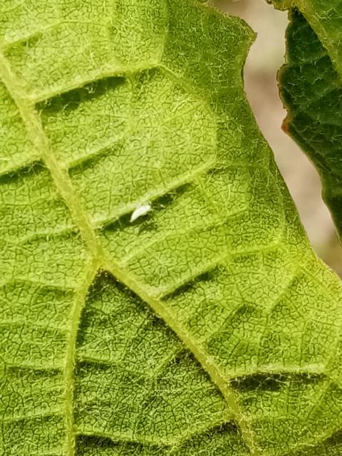larva scaphoideus titanus