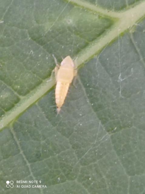 Larva S.titanus