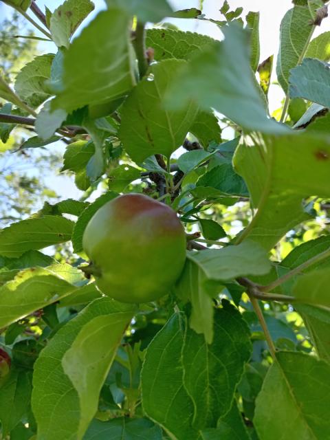 plod jabuke , BBCH 74