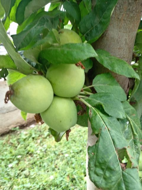 jabuka, razvoj ploda BBCH 75