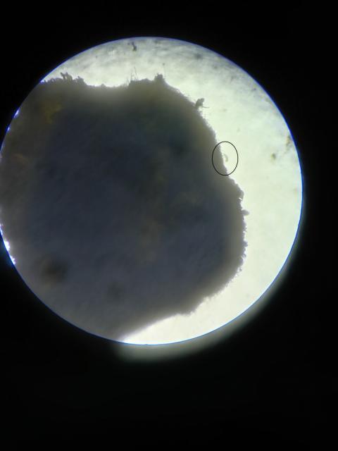  larva eriofidne grinje leske, iz pupoljka